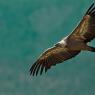 Grifone - Griffon vulture (Gyps fulvus)