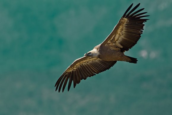 Grifone - Griffon vulture (Gyps fulvus)