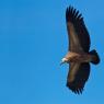 Grifone - Griffon vulture (Gyps fulvus)