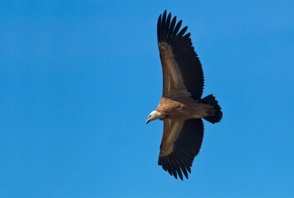 Grifone - Griffon vulture (Gyps fulvus)