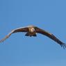 Grifone - Griffon vulture (Gyps fulvus)