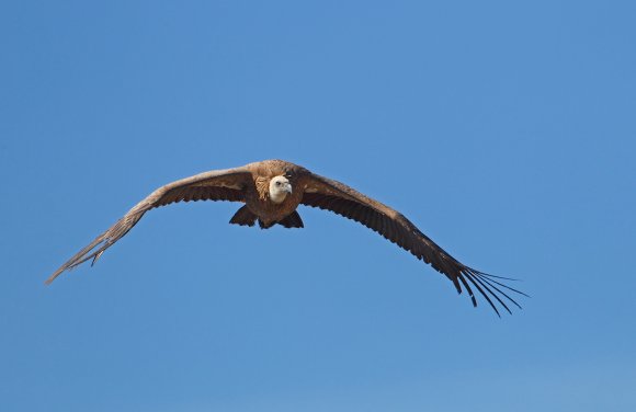 Grifone - Griffon vulture (Gyps fulvus)