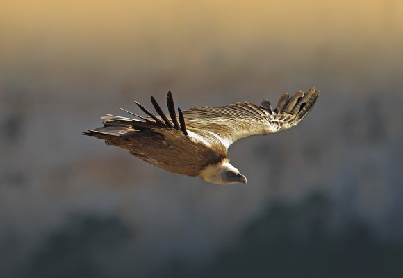 Grifone - Griffon vulture (Gyps fulvus)