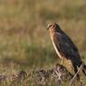 Albanella pallida - Pallid harrier (Circus macrourus)