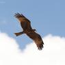 Nibbio bruno - Black kite (Milvus migrans)