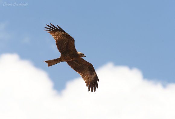 Nibbio bruno - Black kite (Milvus migrans)