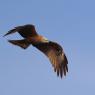 Nibbio bruno - Black kite (Milvus migrans)