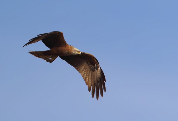 Nibbio bruno - Black kite (Milvus migrans)