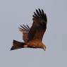 Nibbio bruno - Black kite (Milvus migrans)