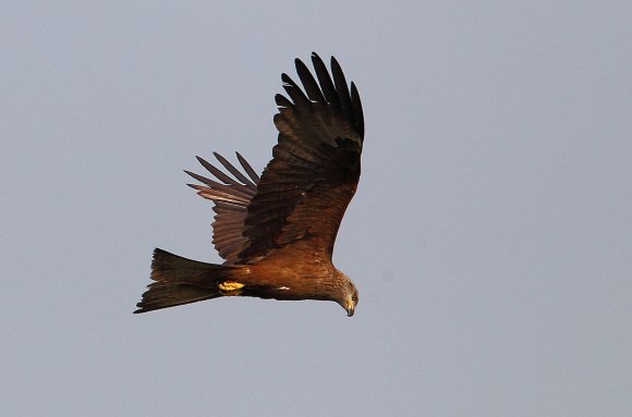 Nibbio bruno - Black kite (Milvus migrans)