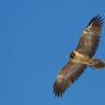 Gipeto - Bearded vulture (Gyps barbatus)