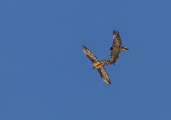 Gipeto - Bearded vulture (Gyps barbatus)