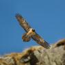 Gipeto - Bearded vulture (Gyps barbatus)