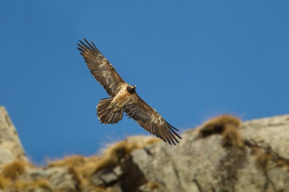 Gipeto - Bearded vulture (Gyps barbatus)