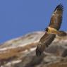 Gipeto - Bearded vulture (Gyps barbatus)