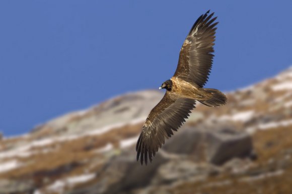 Gipeto - Bearded vulture (Gyps barbatus)