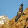 Gipeto - Bearded vulture (Gyps barbatus)