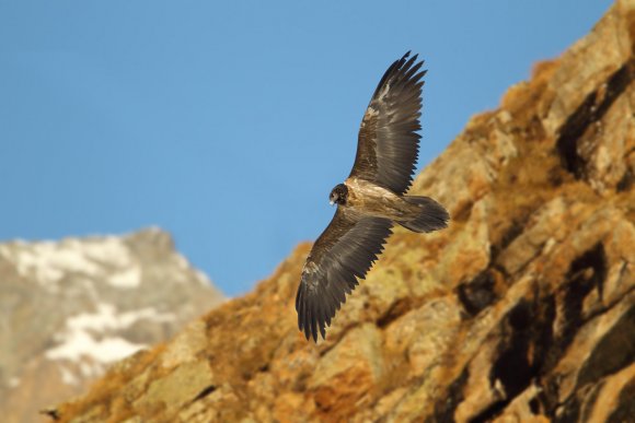 Gipeto - Bearded vulture (Gyps barbatus)