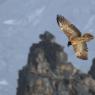 Gipeto - Bearded vulture (Gyps barbatus)