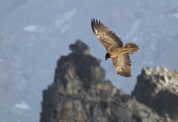 Gipeto - Bearded vulture (Gyps barbatus)