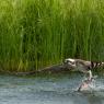 Falco Pescatore - Osprey (Pandion haliaetus)