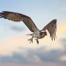 Falco Pescatore - Osprey (Pandion haliaetus)