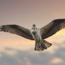 Falco Pescatore - Osprey (Pandion haliaetus)