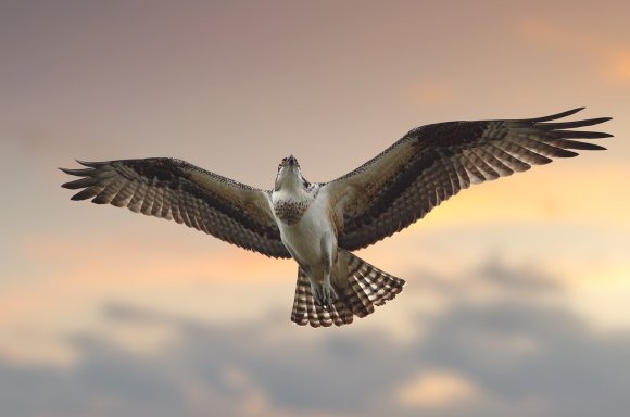 Falco Pescatore - Osprey (Pandion haliaetus)