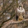 Poiana - Common buzzard (Buteo buteo)