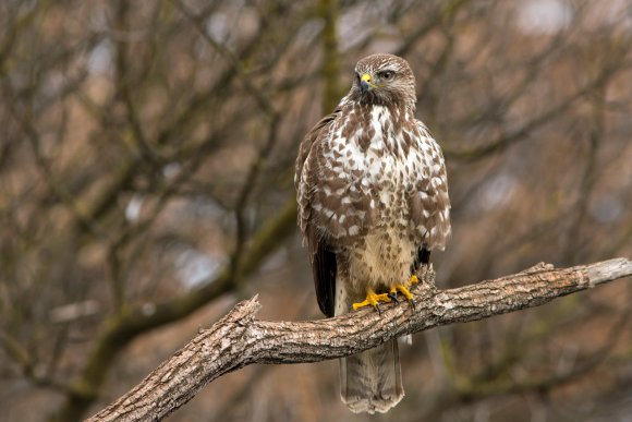 Poiana - Common buzzard (Buteo buteo)