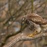 Poiana - Common buzzard (Buteo buteo)