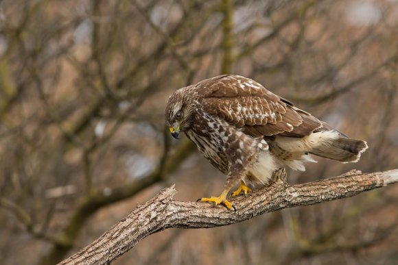 Poiana - Common buzzard (Buteo buteo)