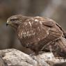 Poiana - Common buzzard (Buteo buteo)