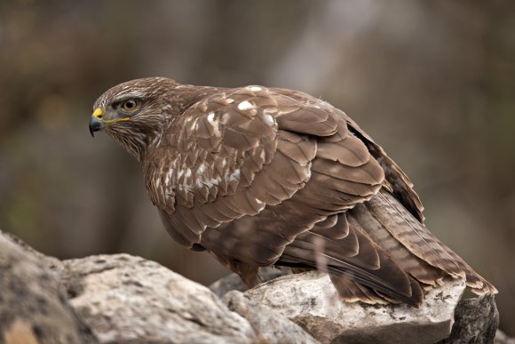 Poiana - Common buzzard (Buteo buteo)