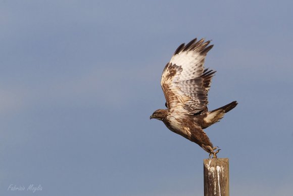 Poiana - Common buzzard (Buteo buteo)