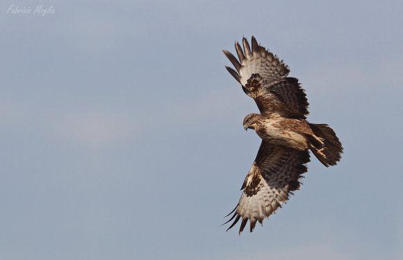 Poiana - Common buzzard (Buteo buteo)
