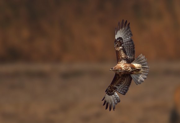 Poiana - Common buzzard (Buteo buteo)