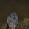 Albanella pallida - Pallid harrier (Circus macrourus)