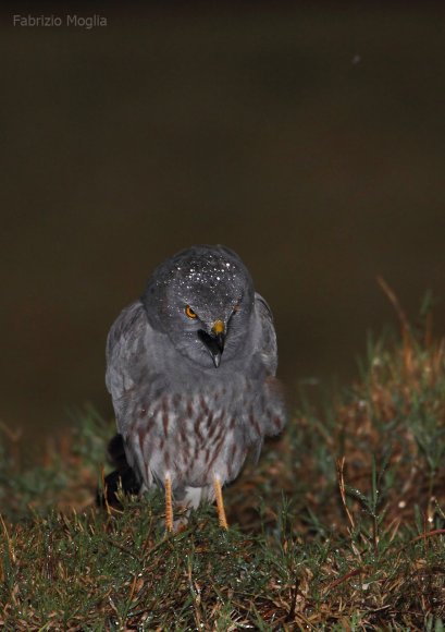 Albanella pallida - Pallid harrier (Circus macrourus)