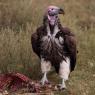 Avvoltoio orecchiuto - Nubian vulture (Torgos tracheliotos)