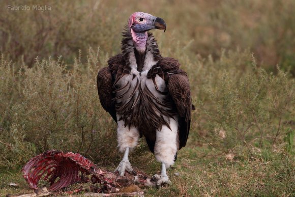 Avvoltoio orecchiuto - Nubian vulture (Torgos tracheliotos)