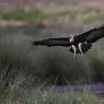 Avvoltoio orecchiuto - Nubian vulture (Torgos tracheliotos)