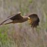 Nibbio bruno - Black kite (Milvus migrans)