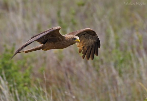 Nibbio bruno - Black kite (Milvus migrans)