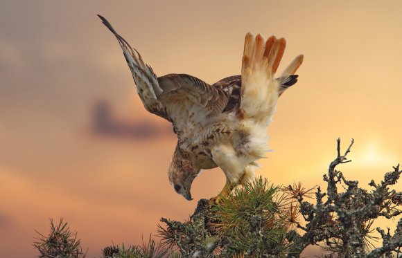 Poiana codarossa - Red taild hawk (Buteo jamaicensis)