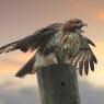 Poiana codarossa - Red taild hawk (Buteo jamaicensis)