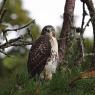 Poiana coda rossa - Red tailed Hawk (Buteo jamaicensis)