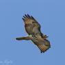 Poiana calzata - Rough legged hawk (Buteo lagopus)