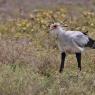 Serpentario - Secretary bird (Sagittarius serpentarius)