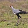 Serpentario - Secretary bird (Sagittarius serpentarius)